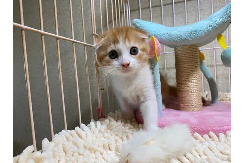 成約済の千葉県のスコティッシュフォールド-30603の3枚目